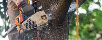 Best Tree Preservation Services  in Ucon, ID