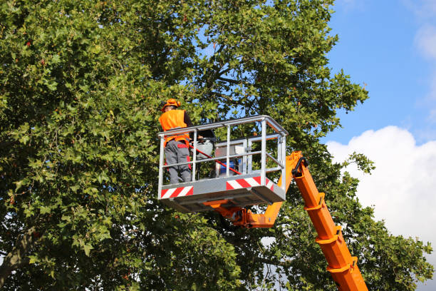 Best Tree Health Inspection  in Ucon, ID