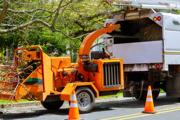 Best Tree Cabling and Bracing  in Ucon, ID