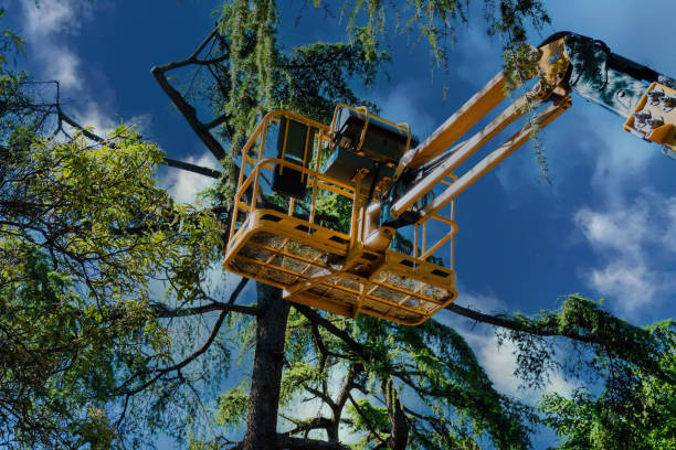 Best Tree Preservation Services  in Ucon, ID