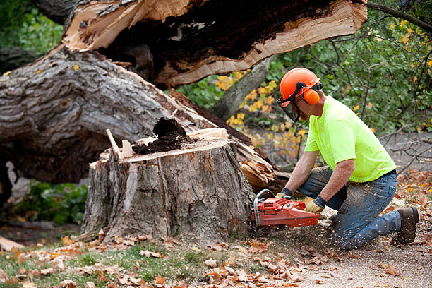 Best Tree Removal  in Ucon, ID