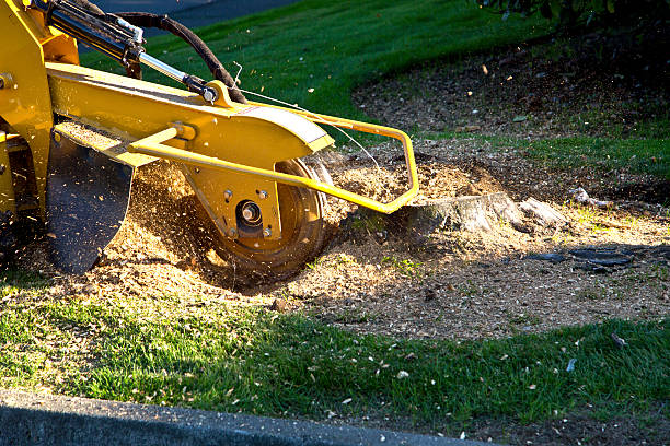 Best Palm Tree Trimming  in Ucon, ID