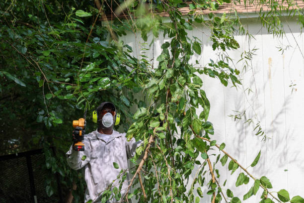 Trusted Ucon, ID Tree Removal Experts