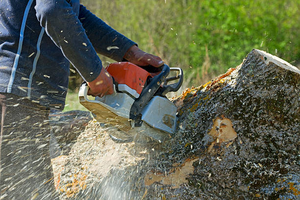 Best Root Management and Removal  in Ucon, ID